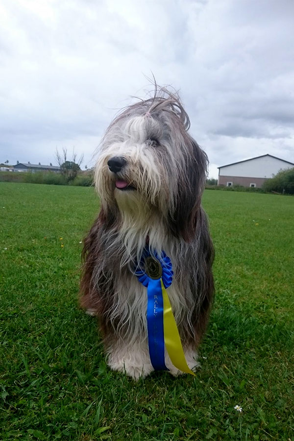 Lilly - bearded collie- got her first title and ribbon!